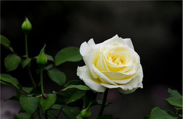 白菊花花语是什么，白菊花花语（生活中10种常见花的花语）