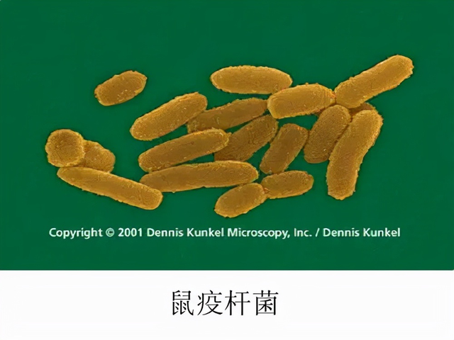 什么鼠最爱干净，什么鼠干净！（为何人们还要喝老鼠幼崽酿制的酒）