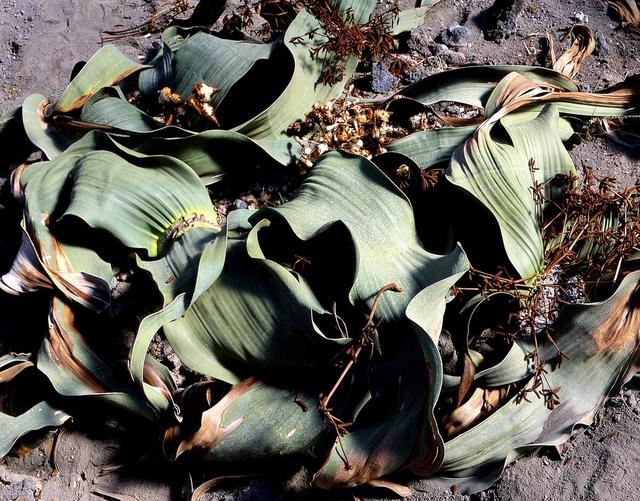 神奇的植物有哪些，世界上最神奇的植物（十种奇特的自然界植物）