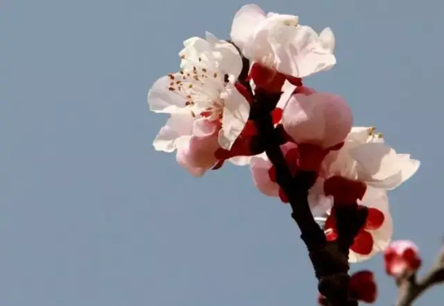 棉花花语，白色木棉花花语（这些常见的花语一次性“打包”送给你）