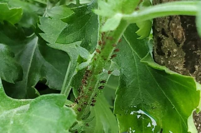 怎么去除家里的蚂蚁窝，怎么去除家里的蚂蚁窝视频（这些就能把它消灭掉）