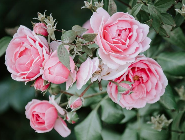 12月是什么星座，12月是什么星座女生（个个生活幸福）