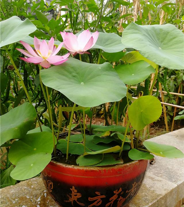 水培植物，推荐4种简单易养的给你（水培植物怎么养小妙招）