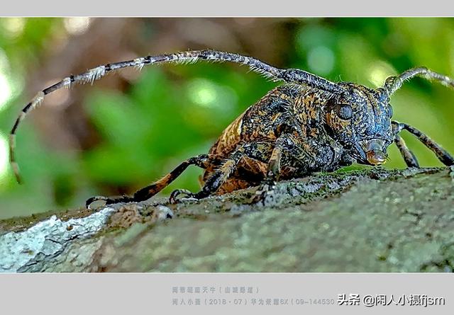关于星天牛介绍，星天牛百度百科（这外貌“粗糙”的天牛你认得么）