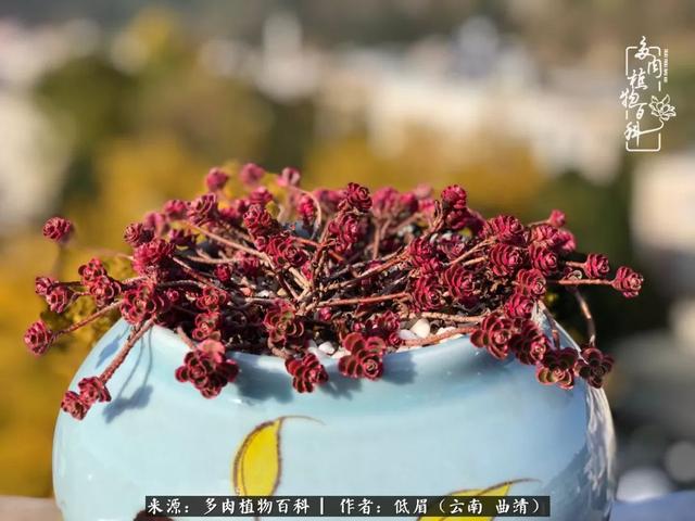 很丧很失望——低眉.，皱着眉头哭丧（陪你度过寒冷的圣诞平安夜图片）