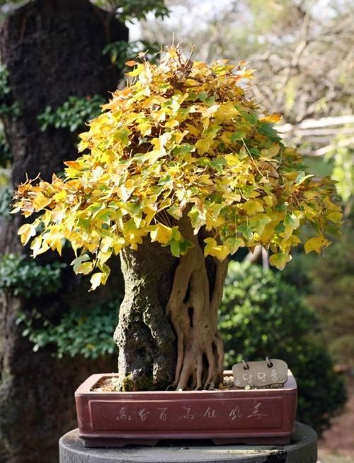 柔荑花序不一定是下垂的,但一定是单性花。，A.正确B.错误（银杏盆景掌握“习性”）