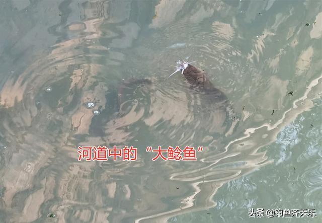 广州河道惊现胡子鲶鱼泛滥成灾，外来物种入侵引发生态担忧与治理热议