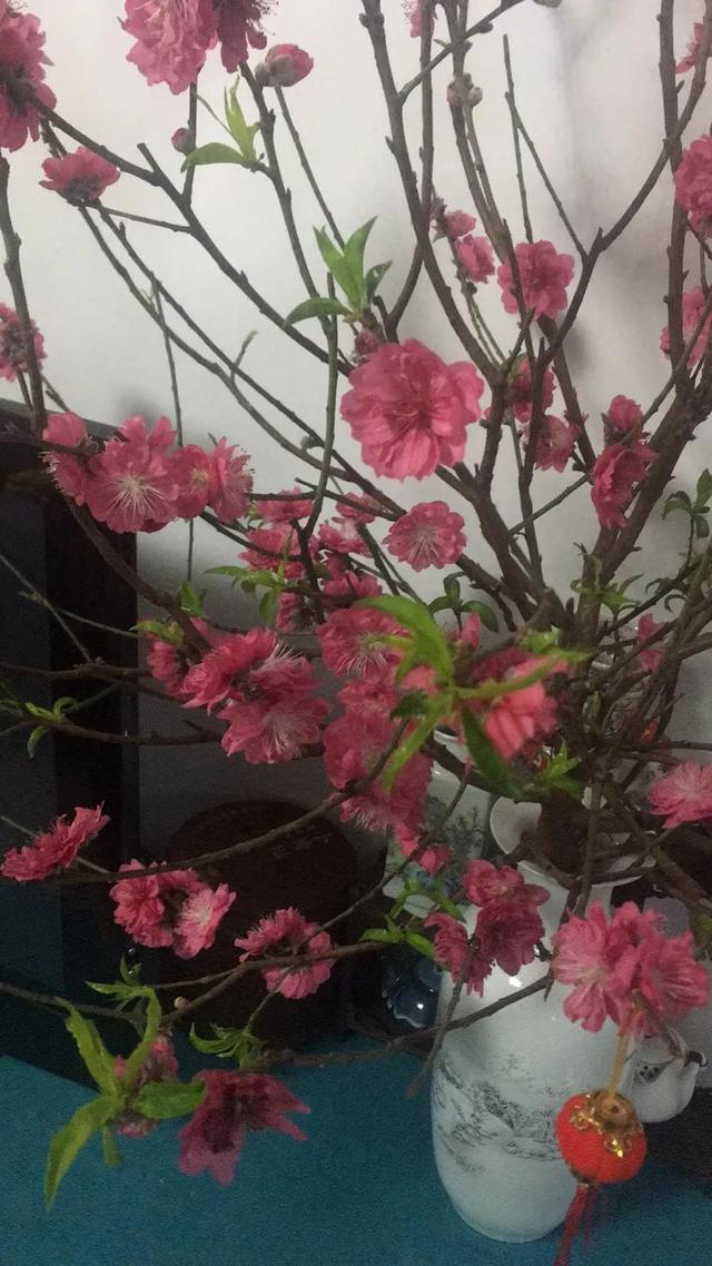 桃花的寓意和花语，桃花的花语和寓意