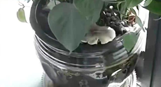 天蓝蘑菇有毒吗可以吃吗，顺便盘点9种最诡异而美妙的蘑菇