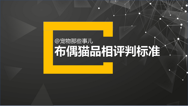 如何挑选布偶猫幼猫，简单几招学会挑选心仪的布偶猫