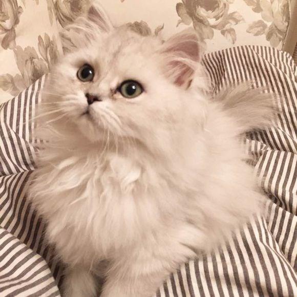 肠胃猫什么意思什么梗（对“金吉拉猫”肠胃伤害很大）