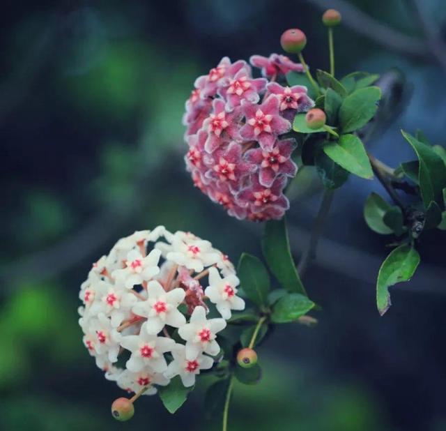 马蹄莲花期有多长，马蹄莲 花期（这花连开10个月）