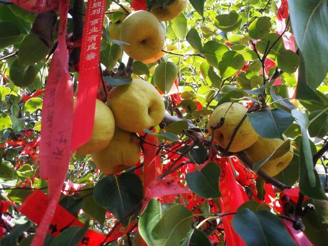 砀山梨(砀山梨树王,梨树王一个梨子100元(山东砀山梨) 砀山梨(砀山梨树王,梨树王一个梨子100元(山东砀山梨)