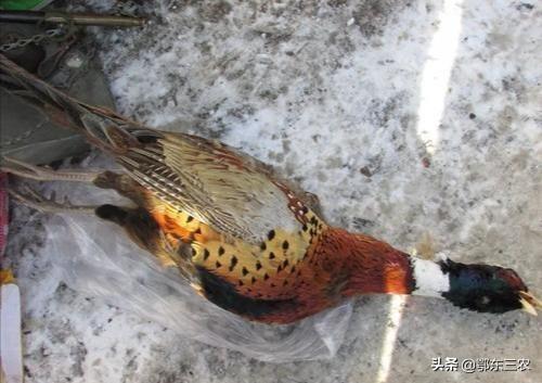 山珍野味是什么动物（春天的野鸡千万不要捡）