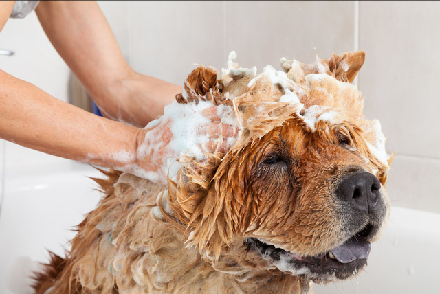 博美冬天掉毛是正常现象的吗，博美夏天掉毛正常吗（掉毛厉害的常见宠物犬）