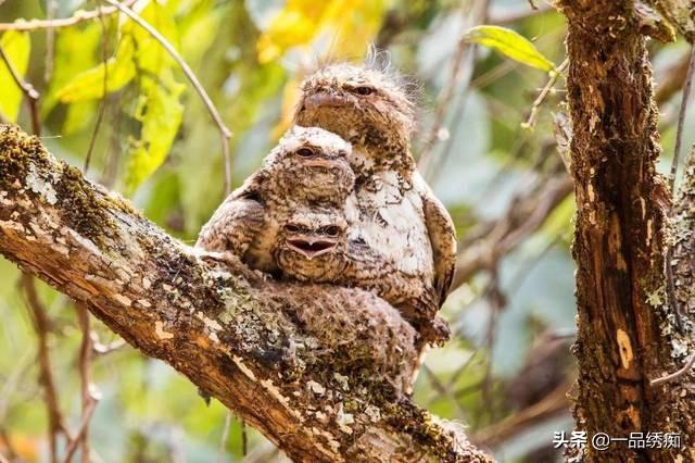 一个东一个鸟怎么读，一个东一个鸟怎么念（见过好多鸟名生僻字）