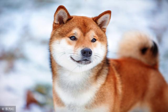 狗窦大开是什么生肖，狗窦大开缺三齿（说说小牲口们之一）