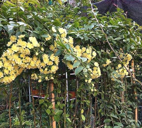 叶仙是什么植物开花吗(嫁接蟹爪兰长得快,开花多,都叫它"万能树")