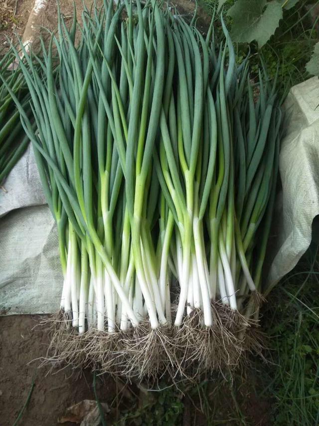 四季小香葱的种植方法，四季小香葱的种植方法视频（农户种植小香葱）