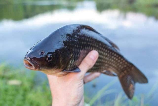 鲫鱼钓浮怎么钓，钓鲫鱼遇到这5种情况