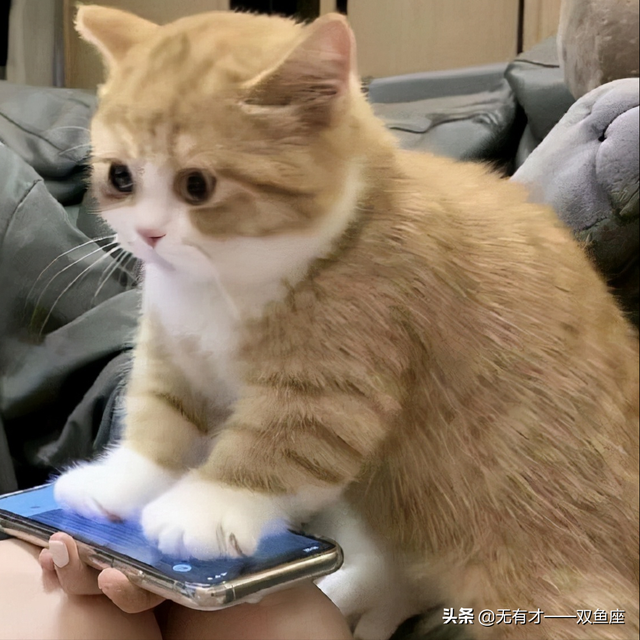 双鱼座男人，双鱼座男人喜欢女人主动吗（双鱼座的超级爆料<男生篇>）