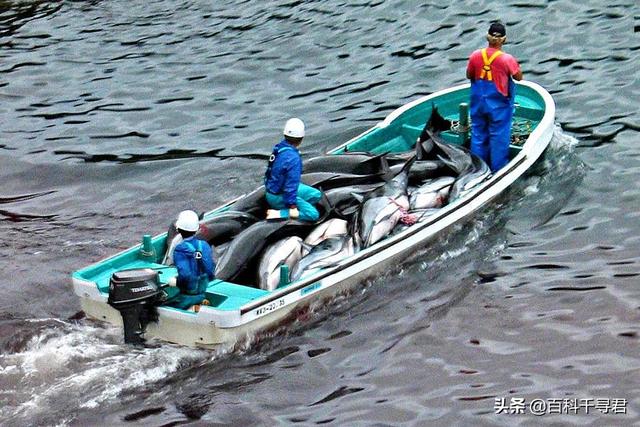 鲨鱼为什么不吃海豚，为什么鲨鱼不吃海豚（“鲨鱼不吃海豚”这样明显的谣言为何能甚嚣尘上）