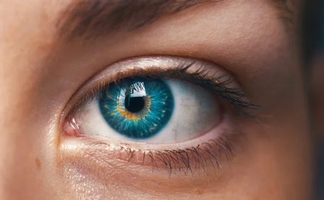 什么是老玉米，什么是老玉米种子（老玉米、甜玉米、糯玉米、黄玉米、白玉米、紫玉米）