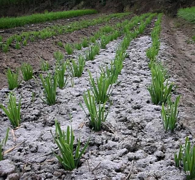 柴草的功效与作用，紫草的功效与作用与主治（草木灰的功效与作用）