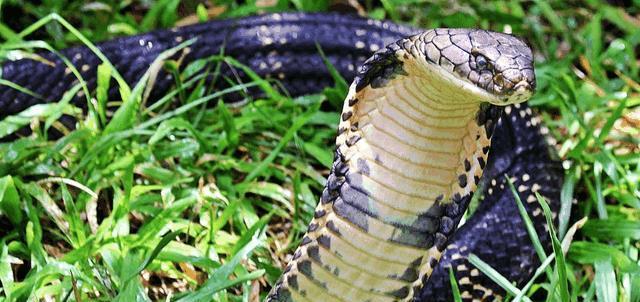中国十大致命毒蛇，饭铲头粤语什么意思（存在于我国境内十大毒蛇排行）