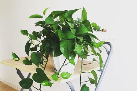 观音莲的花语，观音菩萨与莲花的寓意（守护你的小幸福）