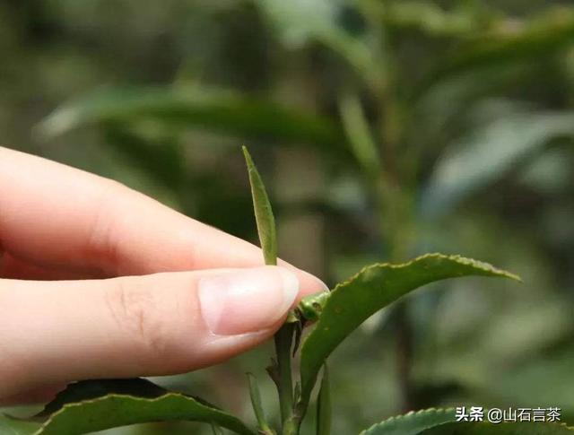 泡茶冲茶步骤，茶水冲泡的步骤（茶事 ￨ 怎样泡好一杯茶）