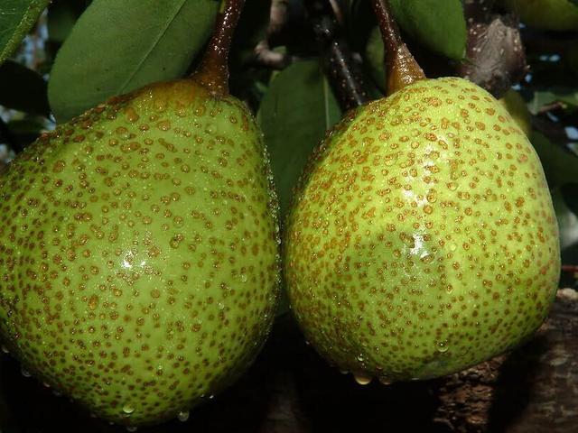 鸭梨是哪里的特产，鸭梨是哪里的特产梨（请认准这8个产地）