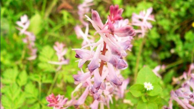 七言诗二首全集，七绝《野花芬芳》二首