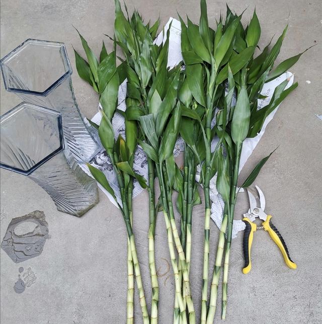 富贵竹水养技巧，富贵竹水养殖技巧（半个月长出大白根）