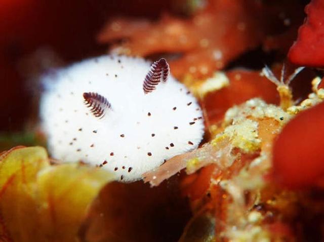 海洋生物有多少种，海洋里的生物有多少种（也许你看了也会和我一样吃惊）