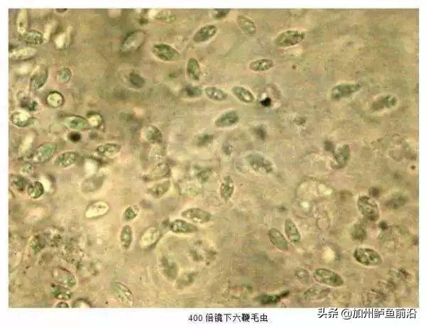 豆虫，大菱鲆腹水、肠炎、寄生虫病频发（豆虫的营养价值和功效）