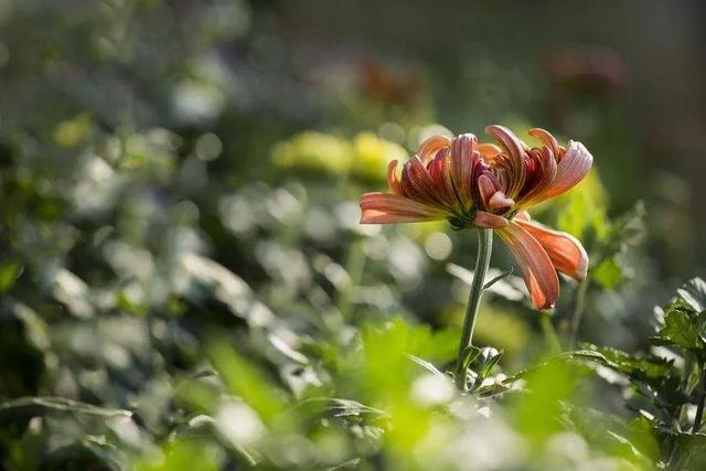 菊花寓意什么，菊花寓意什么康乃馨寓意什么玫瑰寓意什么（绕篱寒菊自开花）