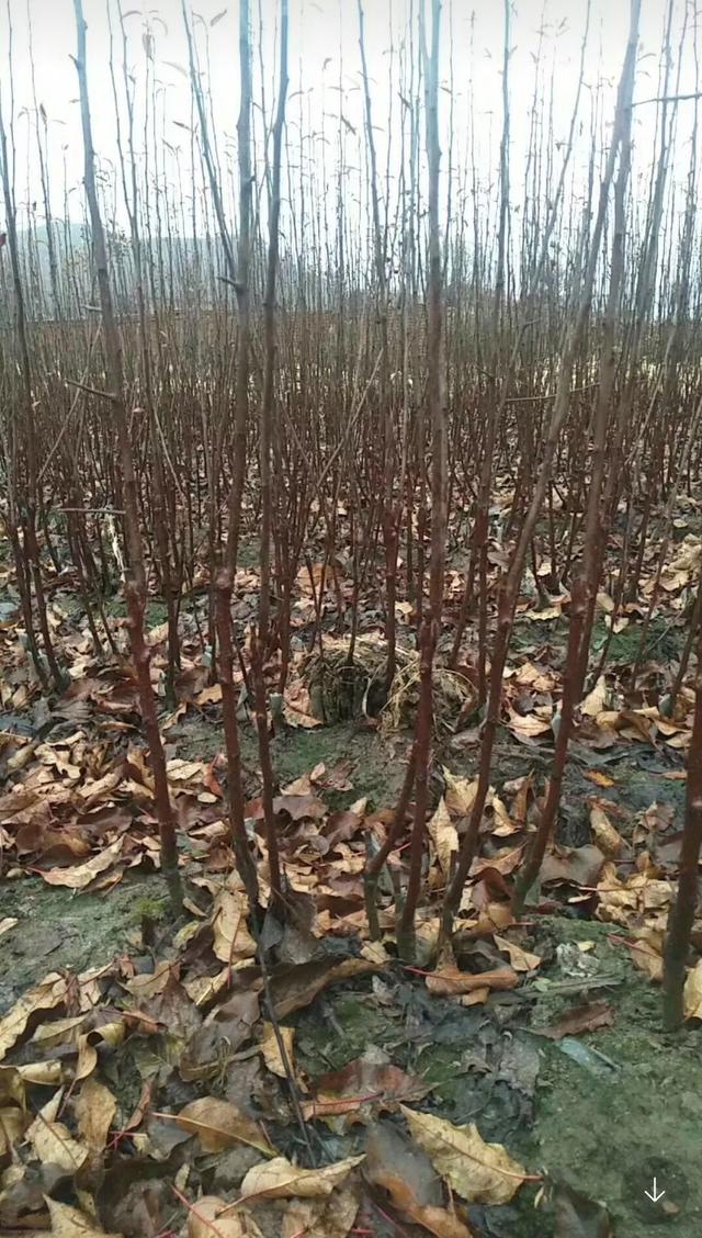 鸡心果的功效，鸡心果功效晚上可以吃吗（建园绿化都能行）