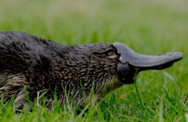 鸭嘴兽是什么动物，野生动物之鸭嘴兽（最原始的哺乳动物——鸭嘴兽）