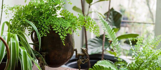 室内花要怎么养，室内花要怎么养（养花10多年总结的室内养花技巧）