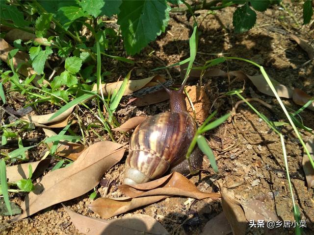 蜗牛吃什么食物，蜗牛吃什么（几个“坚持”后）