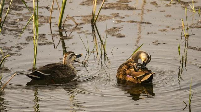 野鸭的种类有哪些，野鸭子有哪几种（TA就是野鸭中最靓的仔）