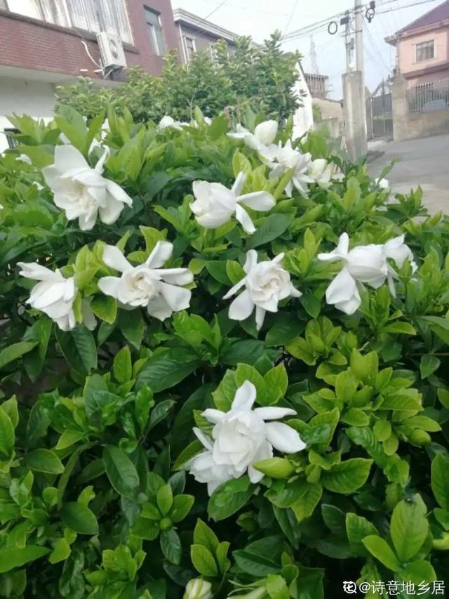 30种适合懒人养的花夏季，蹭蹭疯长、爆盆