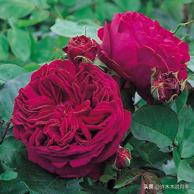 Thecastle.城堡网名，Thecastle.城堡（奥斯汀官方推荐月季品种）