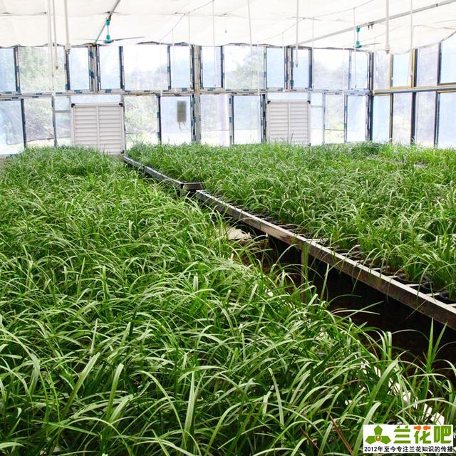 怎样养好兰花，怎样养好兰花学元红素（记得收藏备用）