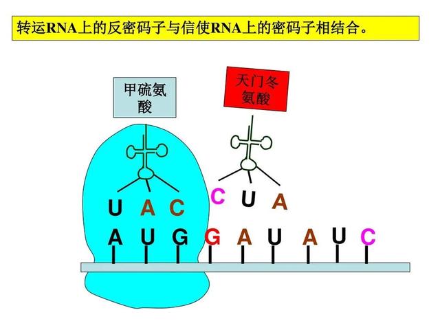 高尔基体的功能，高尔基体结构和功能（DNA里隐藏了生命所有的秘密）