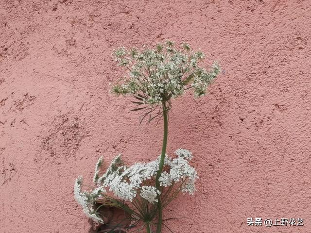 蕾丝花花语是什么，蕾丝花花语（亲眼所见的温柔惹人怜爱）