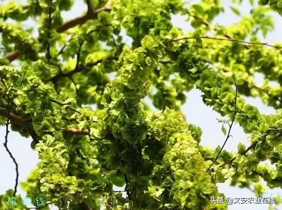 野荞麦根和乌鸡蛋煮，野荞麦根和乌鸡蛋煮水的功效（农业科普：53种野菜）