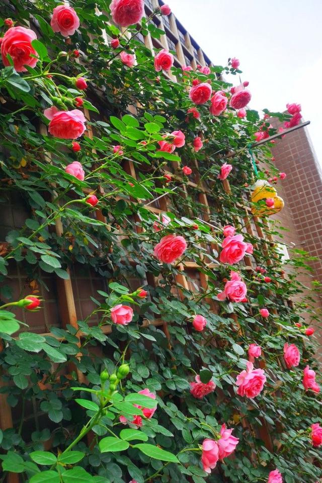 绑扎带方法，捆扎带怎么绑（打造花园里的绑扎带）