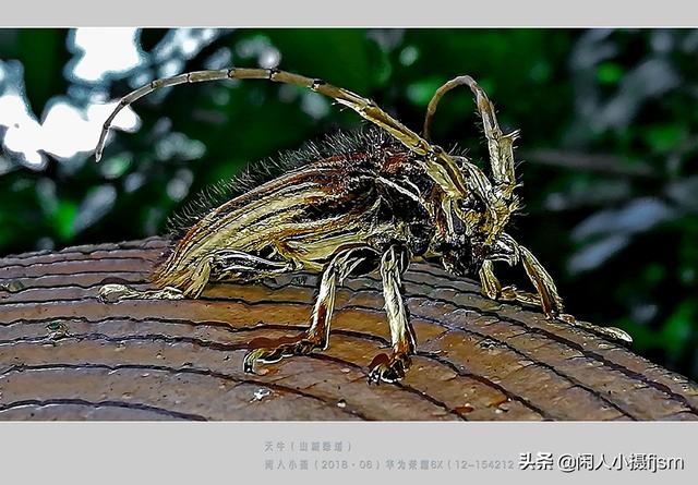 关于星天牛介绍，星天牛百度百科（这外貌“粗糙”的天牛你认得么）